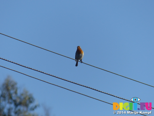 FZ009058 Robin on wire